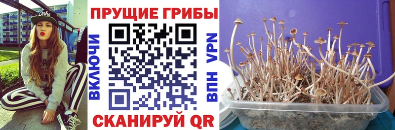 МЕГА ссылки  как найти   Юхнов  Галлюциногенные грибы Psilocybine cubensis 